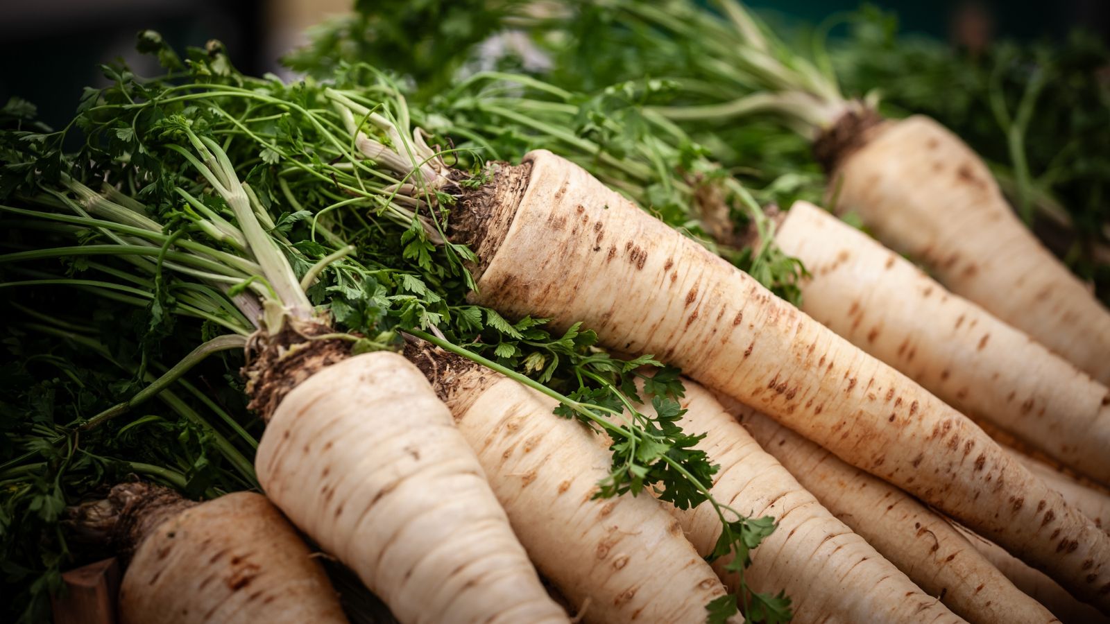 A close-up shot of several freshly harvested beige colored crops called Parsnips ‘All-American’. All piled up on top of each other and is placed in a well lit area indoors