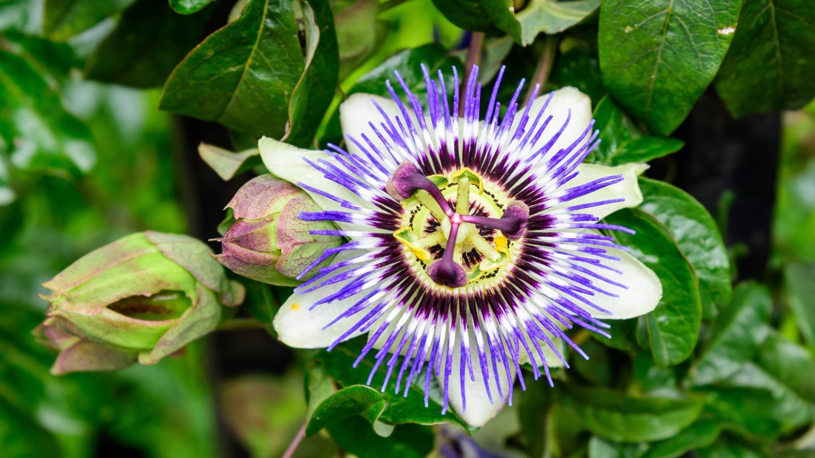 Palmate green leaves cradle large, intricate purple and white flowers with prominent central structures.