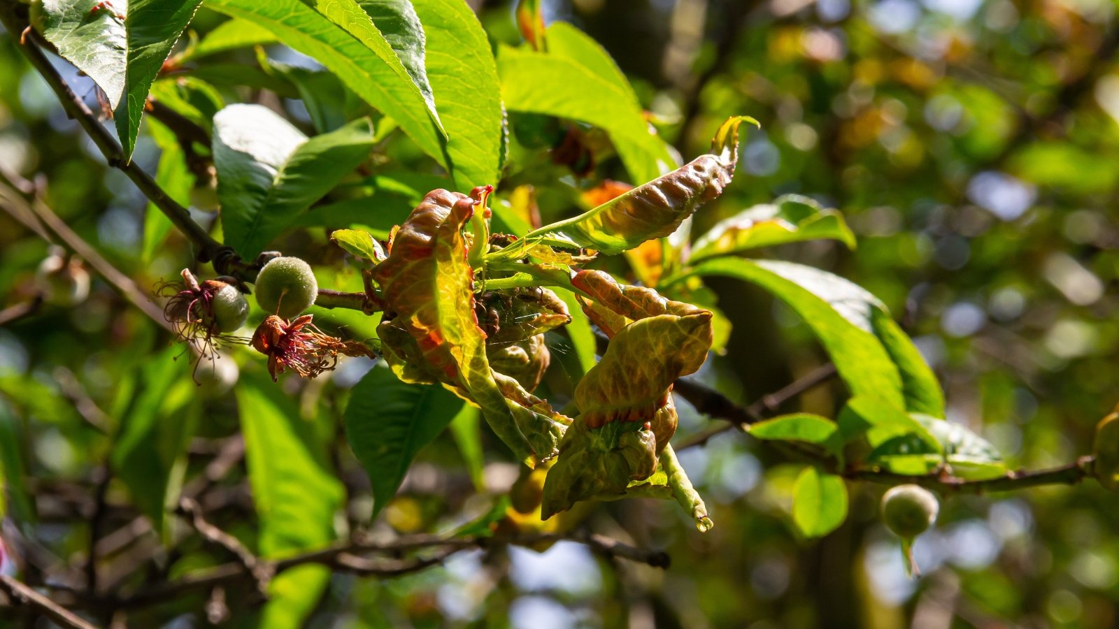 Peach tree leaves curled, thickened, and blistered with reddish to pinkish patches covering the surface.