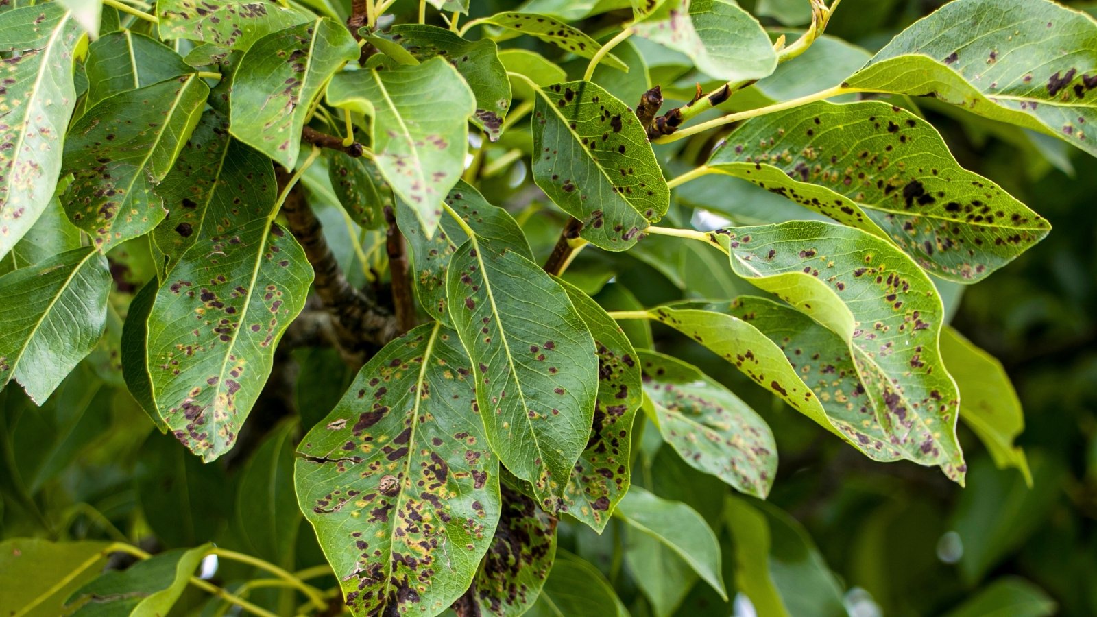 Dark irregular spots with yellow halos appear on green pear leaves, showing signs of fungal infection.