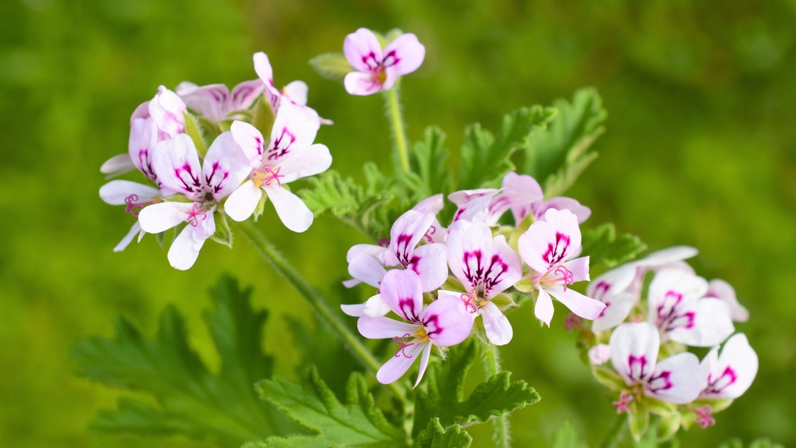 A cluster of delicate, pale pink flowers with slender petals and vibrant magenta markings, surrounded by wrinkled green leaves.