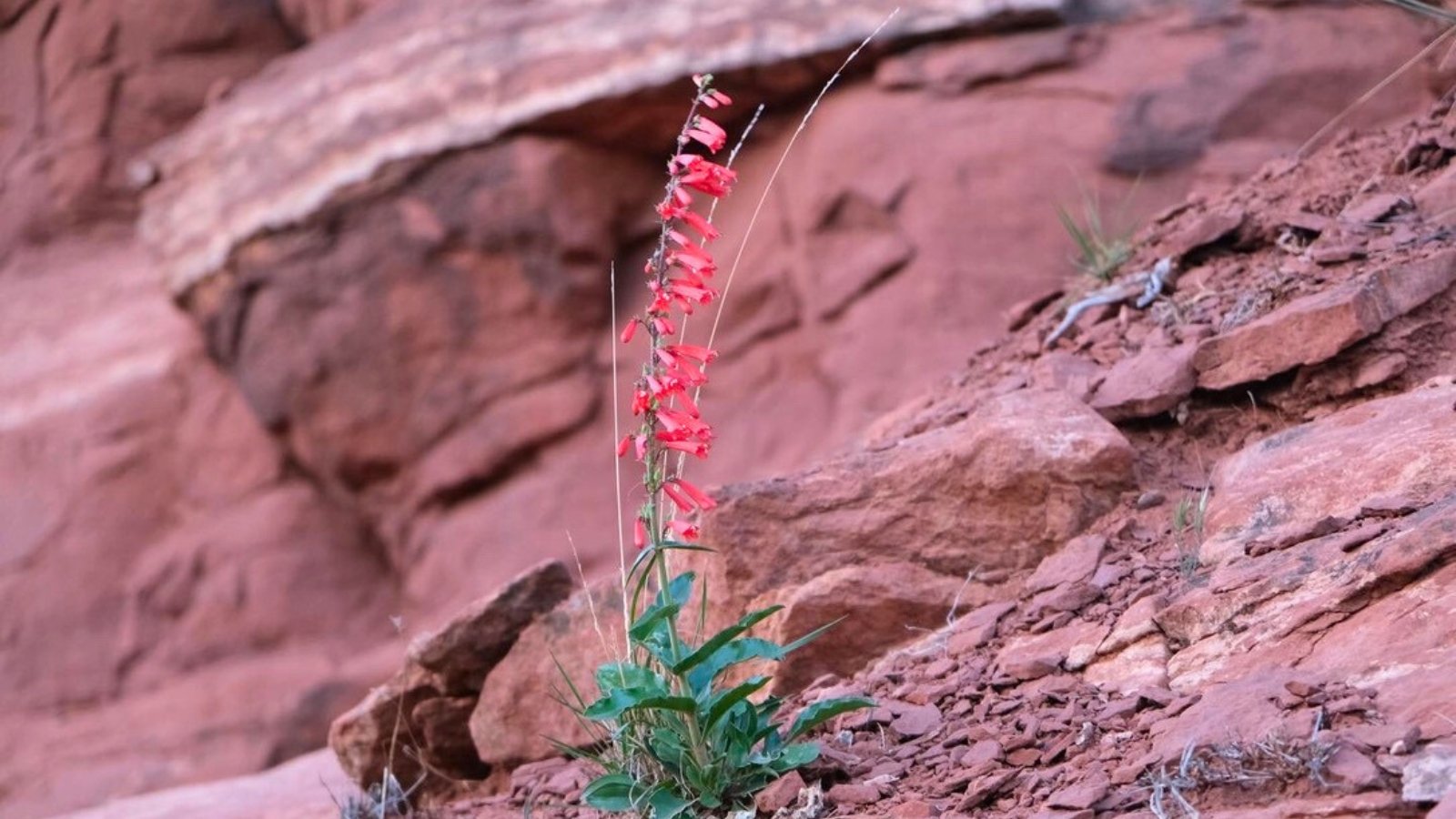 A single stalk of vibrant, tube-shaped red flowers with small green leaves growing at the base.