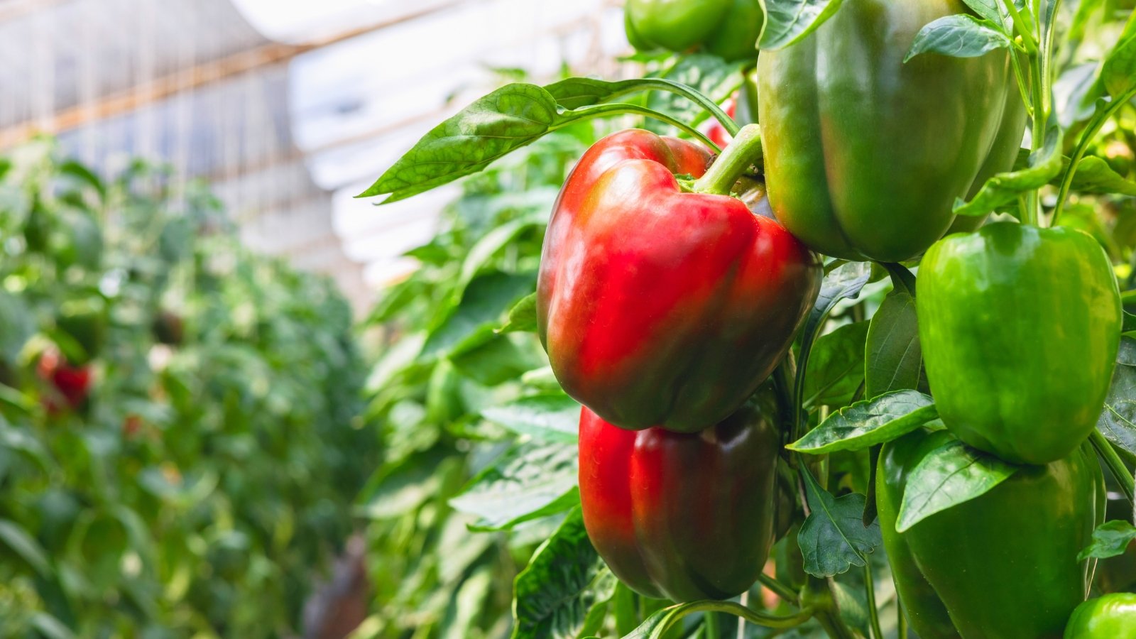 Green and red bell peppers with glossy, lobed leaves grow on sturdy stems in the garden.