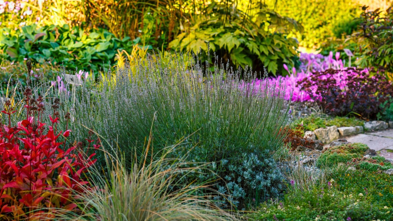 A large border bed with a variety of perennials including Festuca idahoensis, Lavandula intermedia, various groundcovers and trailing plants, set against a backdrop of lush, tall deciduous shrubs.