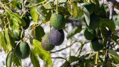Thick branches with large, leathery dark green leaves and oval green to purple fruits with rough skin.