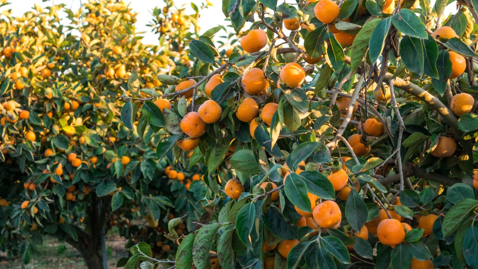Branches with broad green leaves and ripening orange fruits clustered along the stems.
