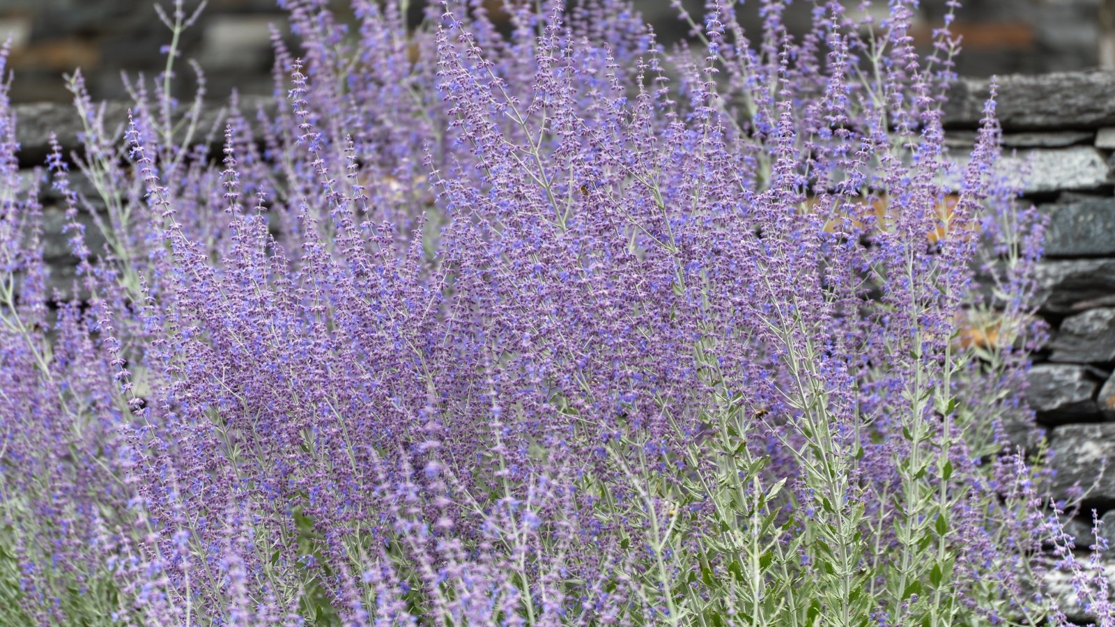 Silvery-gray stems carry clouds of tiny lavender-blue flowers over narrow, aromatic green leaves.