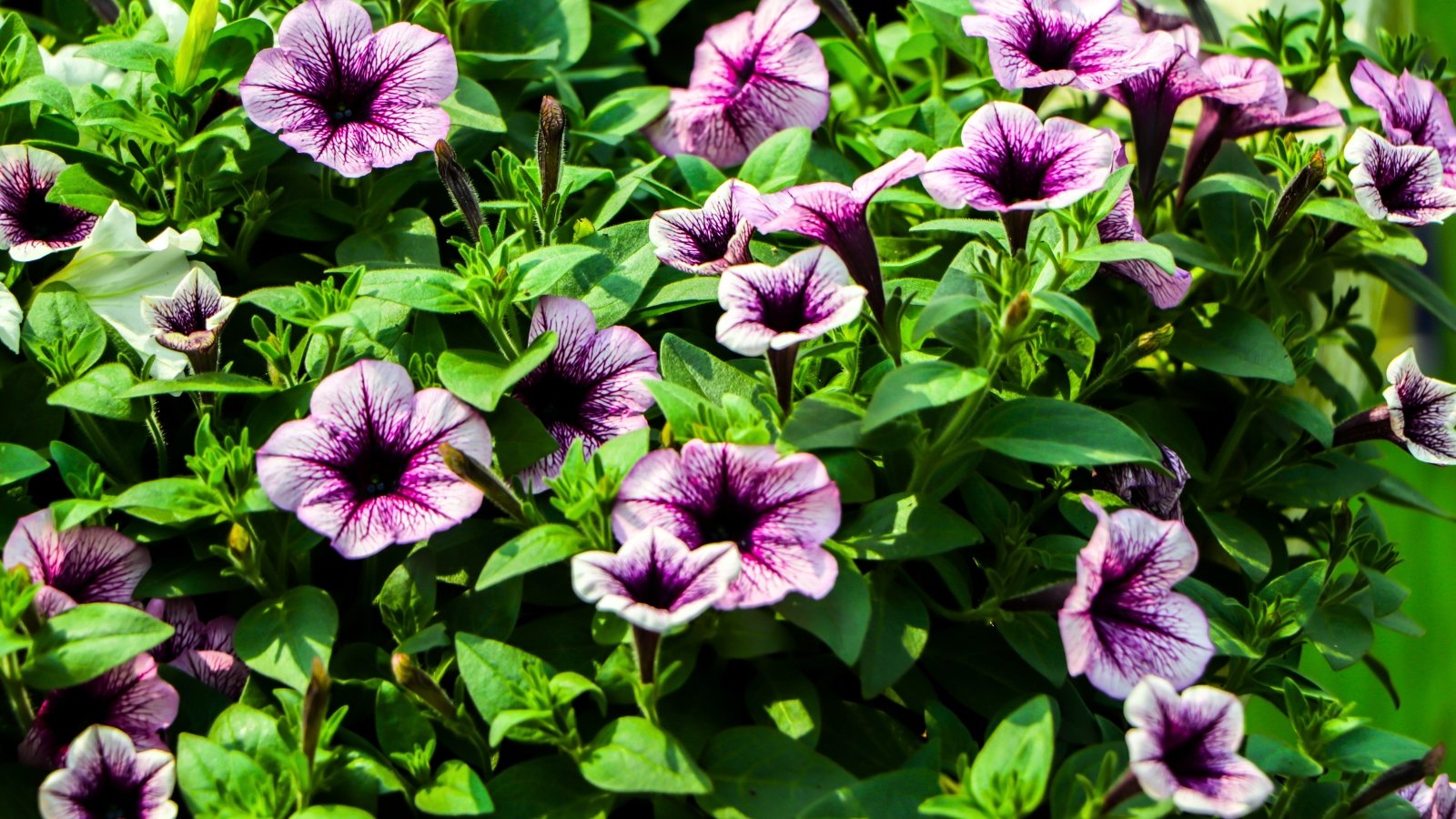 A dense cluster of light purple flowers with deep purple centers, featuring ruffled, trumpet-shaped petals and pointed green leaves.