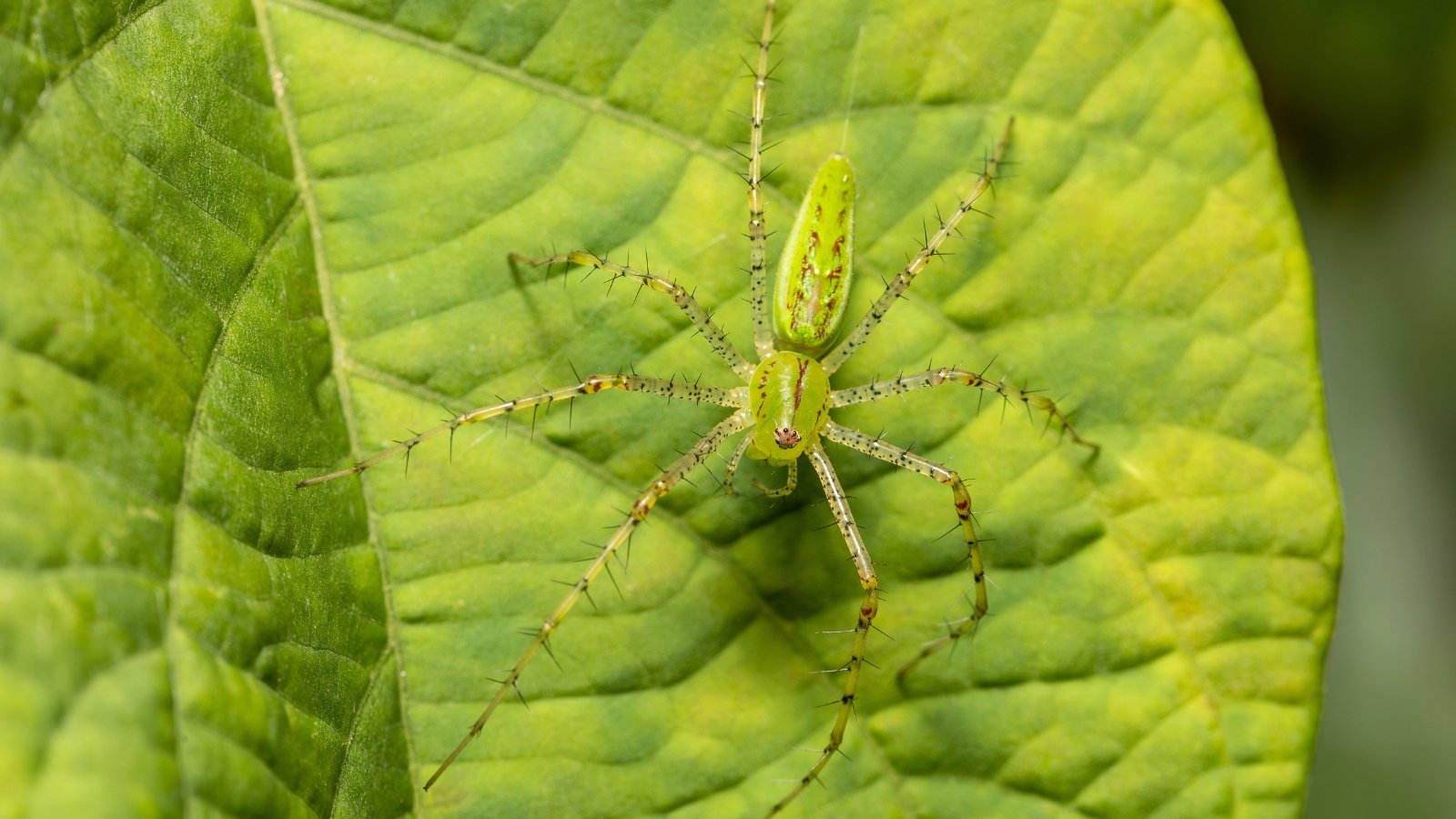 Close-up of a Peucetia viridans with a slender, bright green body, long spiny legs, and translucent markings perched on a vibrant green leaf.