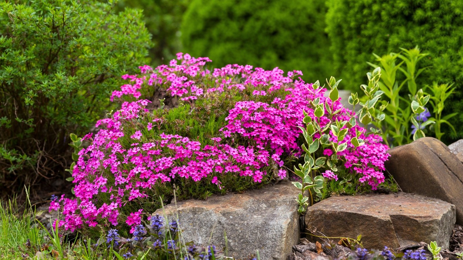 A low-growing mat of bright magenta-pink flowers with five notched petals, covering a rocky surface.