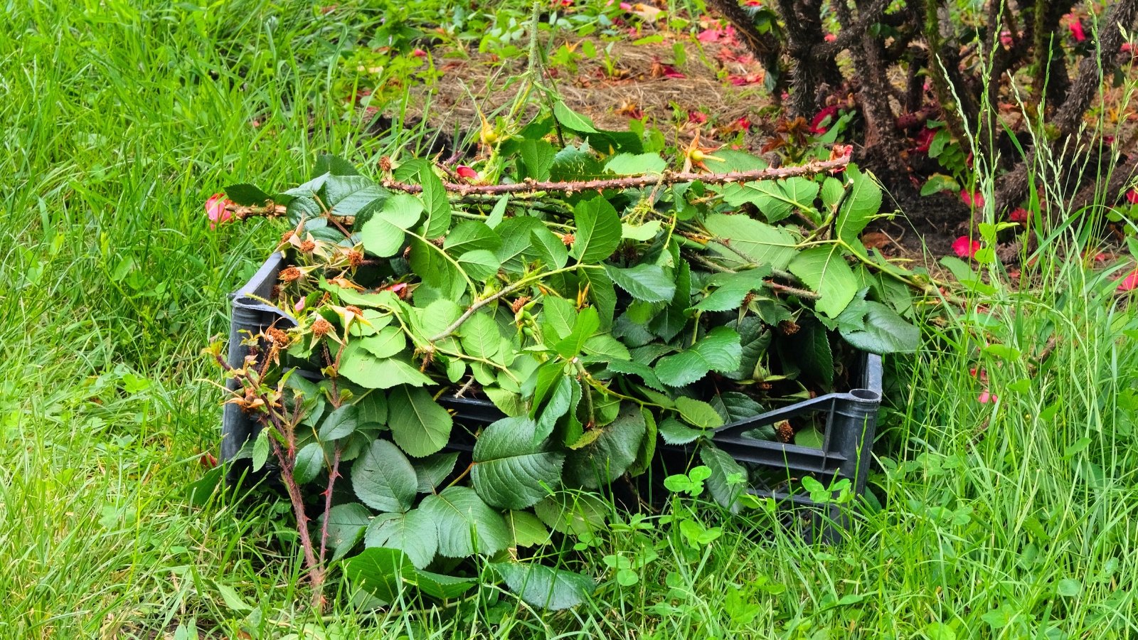 A black crate filled with freshly cut bush trimmings sits on a green lawn beside a large, leafy rose bush.