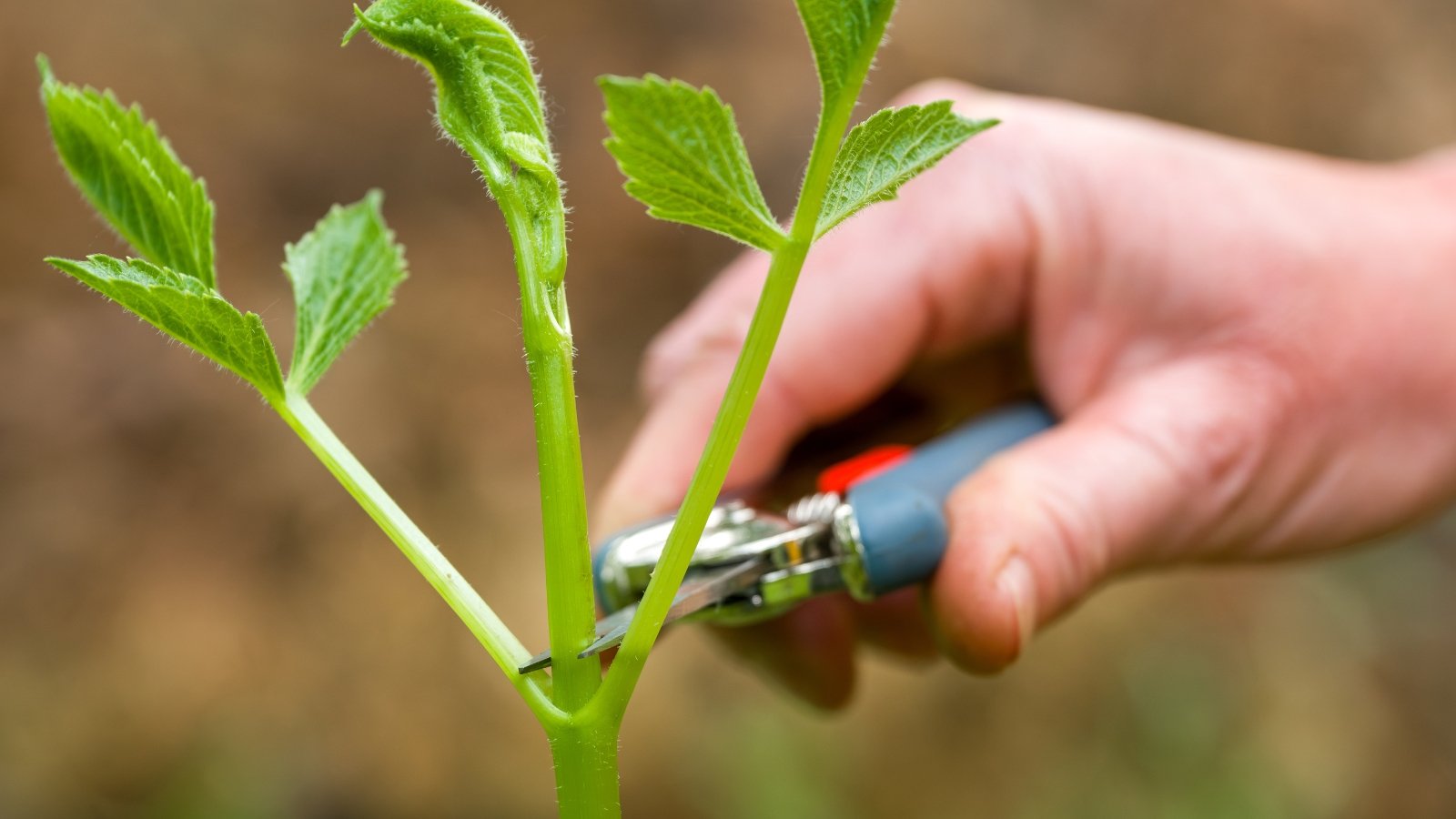 Close-up of a gardener using pruning shears to pinch off the top growth of a young dahlia plant to encourage bushier growth among vibrant green leaves.