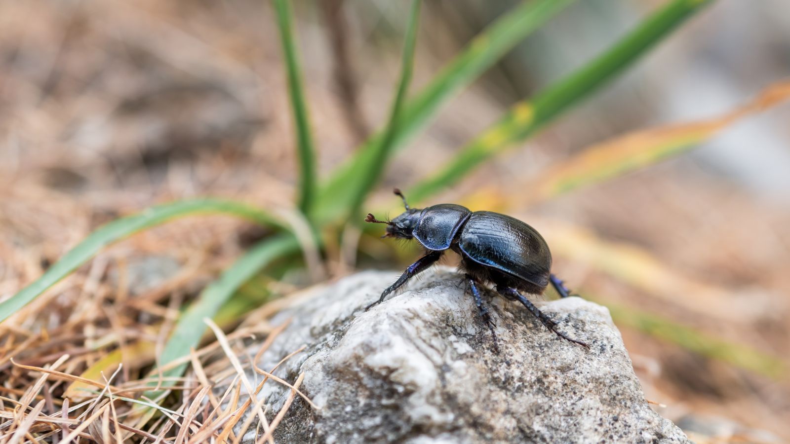 A close-up and macro shot of a small black colored beetle, crawling on a rock near a plant, all situated in a well lit area outdoors