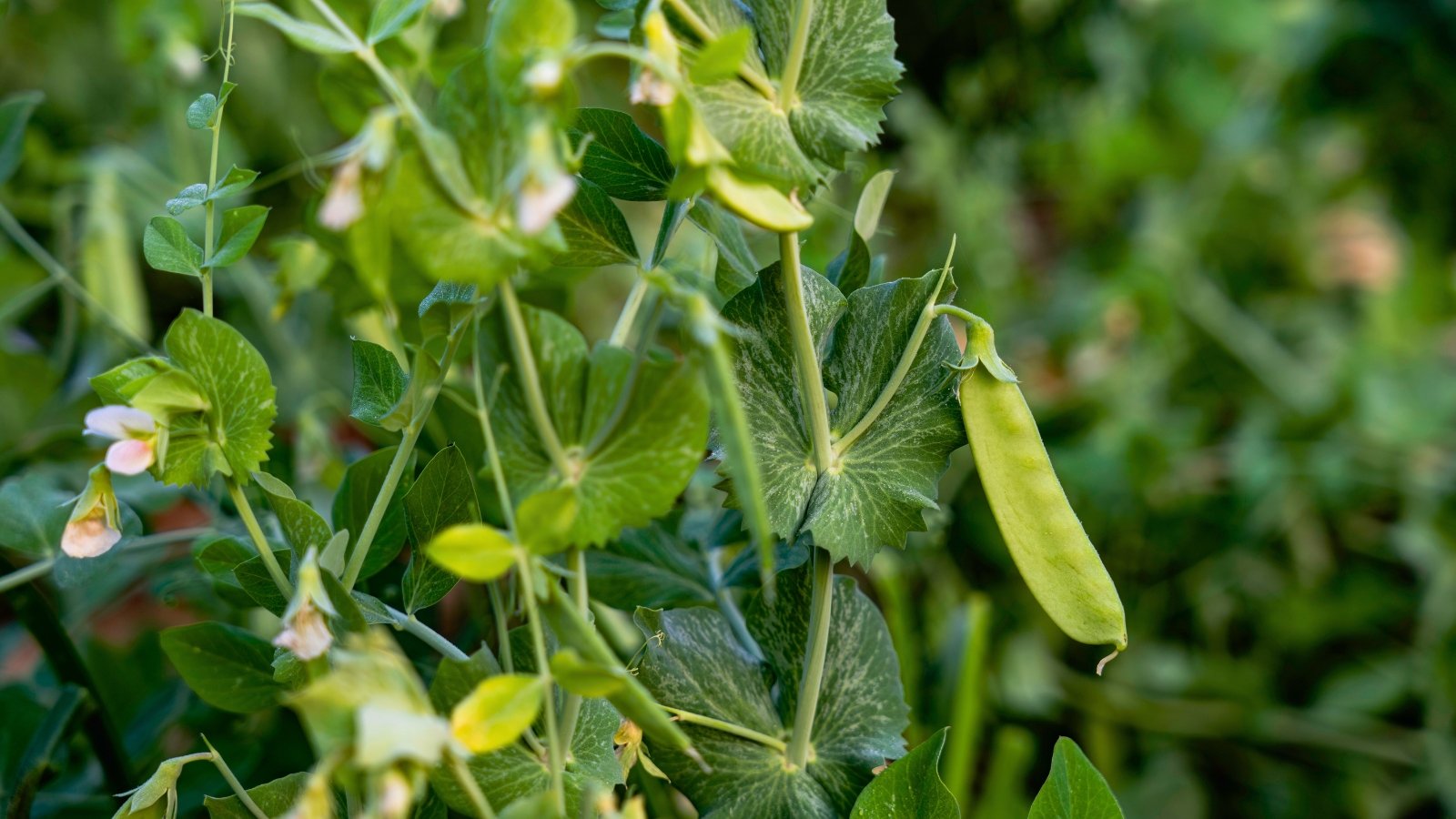 A single long, light green pod with a smooth surface hangs from a leafy vine with small white flowers.
