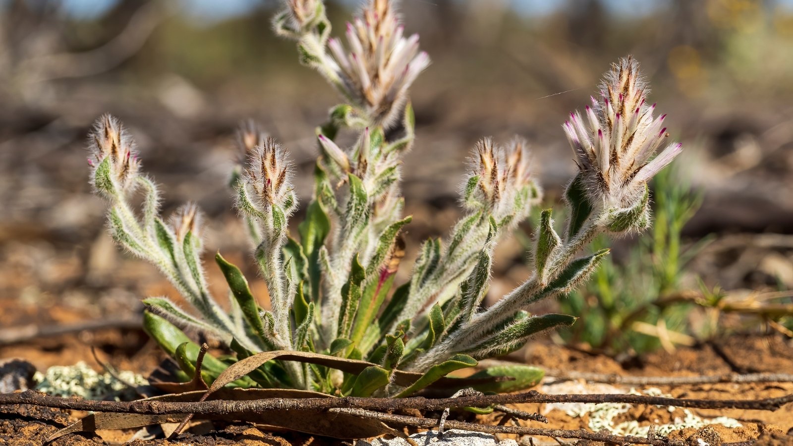 Young seedling with small budding pink flowerheads emerges from clay soil, its fresh green narrow leaves growing in pairs along the stem, close up.
