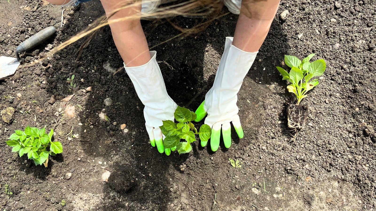 A woman wearing white gloves plants a small dahlia seedling with heart-shaped, serrated green foliage into grey-black soil in a sunny garden.
