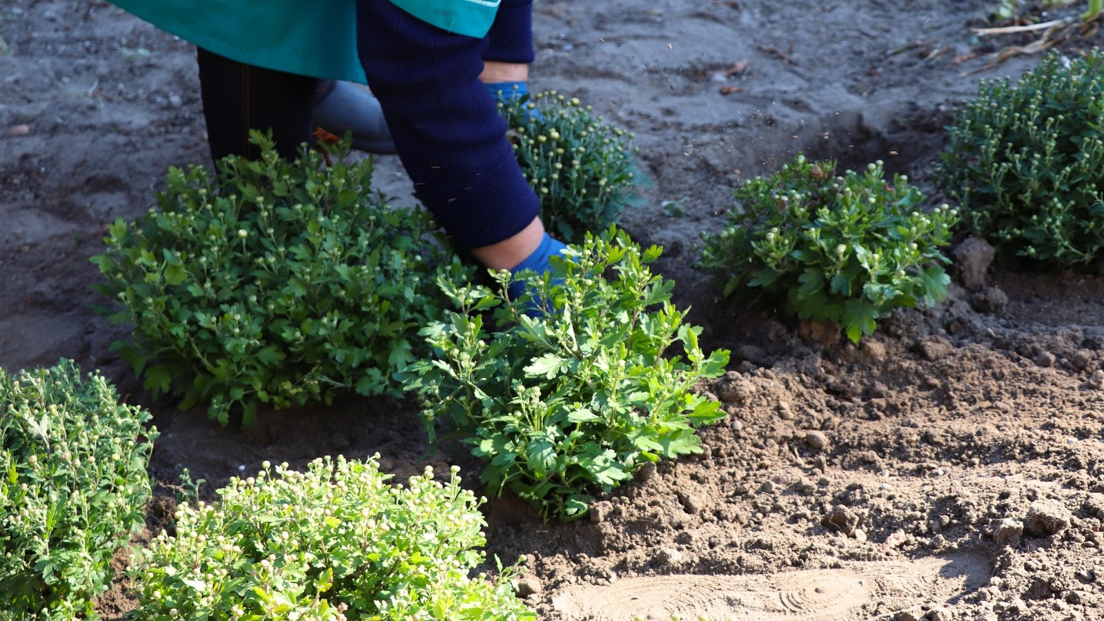 A woman wearing gloves is transplanting chrysanthemums with deeply lobed, serrated grey-green leaves and small rounded green-yellow buds into loose grey-brown soil under bright sunlight in the garden.