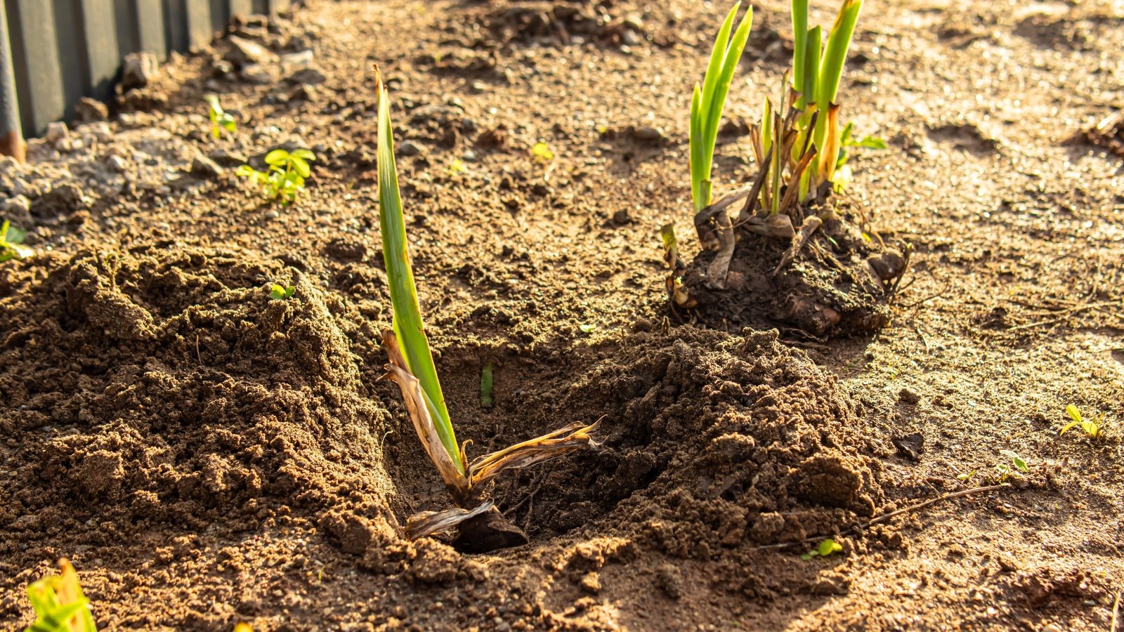 Iris seedlings with upright, ribbon-like green leaves being placed in loose brown soil in a sunny summer garden.