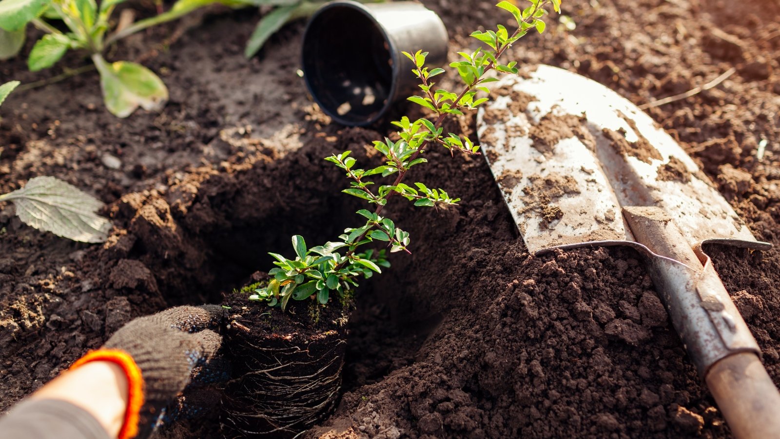 Gardener’s gloved hands plant a young pyracantha seedling with small green leaves into dark soil in a late summer garden.