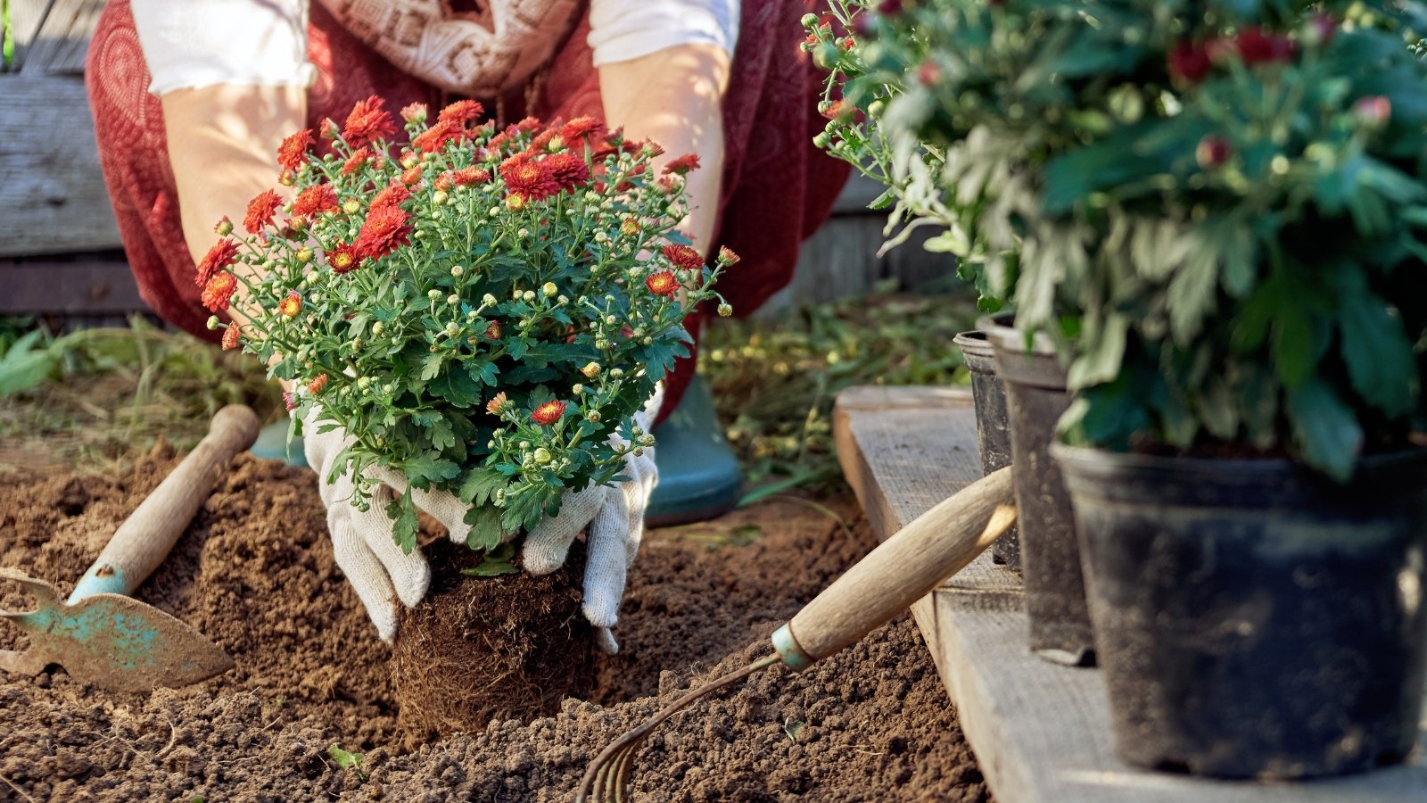 Female hands in white gloves planting red-flowered chrysanthemum seedlings with grey-green foliage and a root ball into loose brown soil beside potted seedlings awaiting transplant.