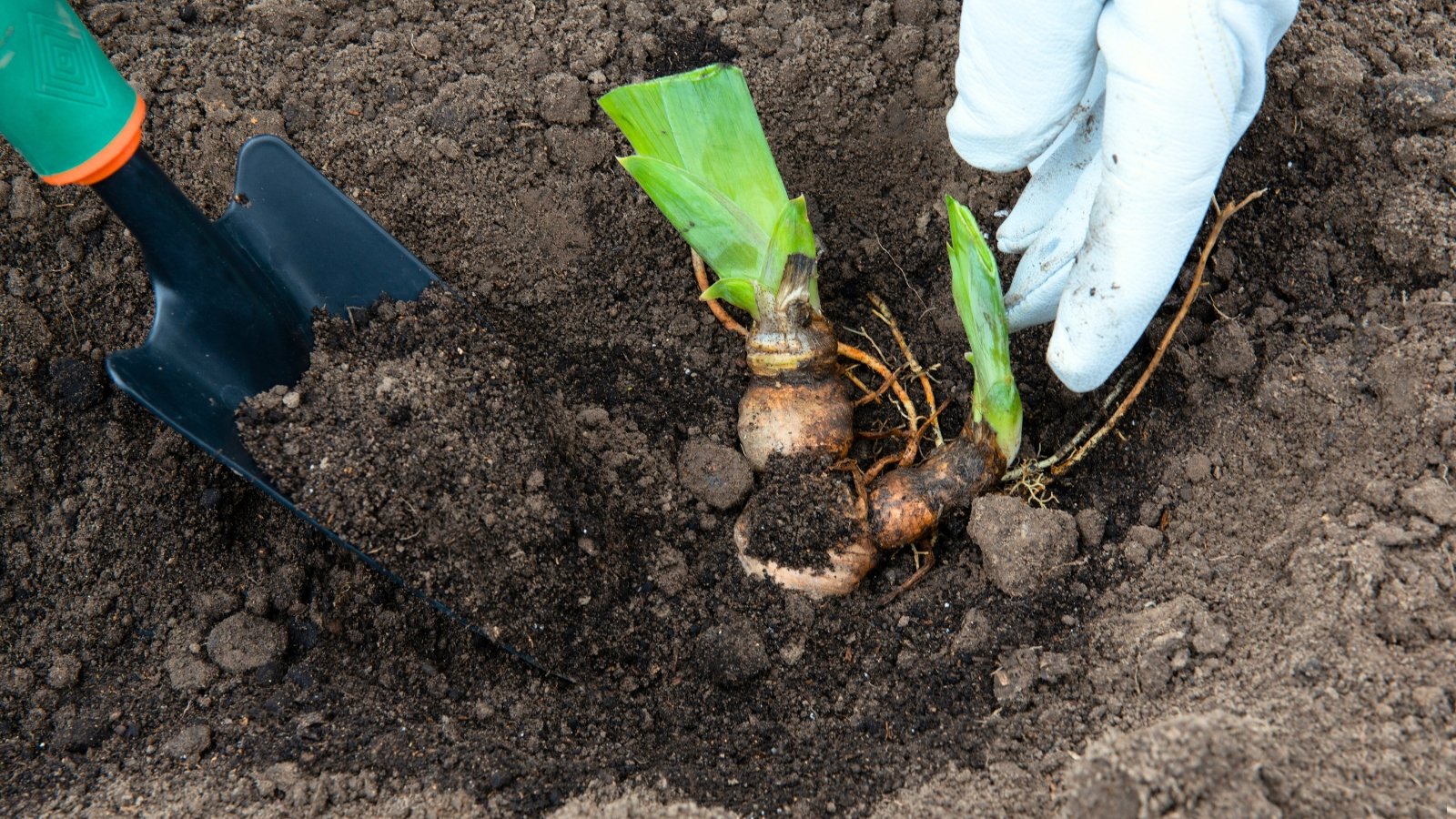 Close-up of gardener’s hands in white gloves using a black trowel to plant a thick, knobby rhizome with fleshy, segmented roots and green trimmed leaves in loose black soil.