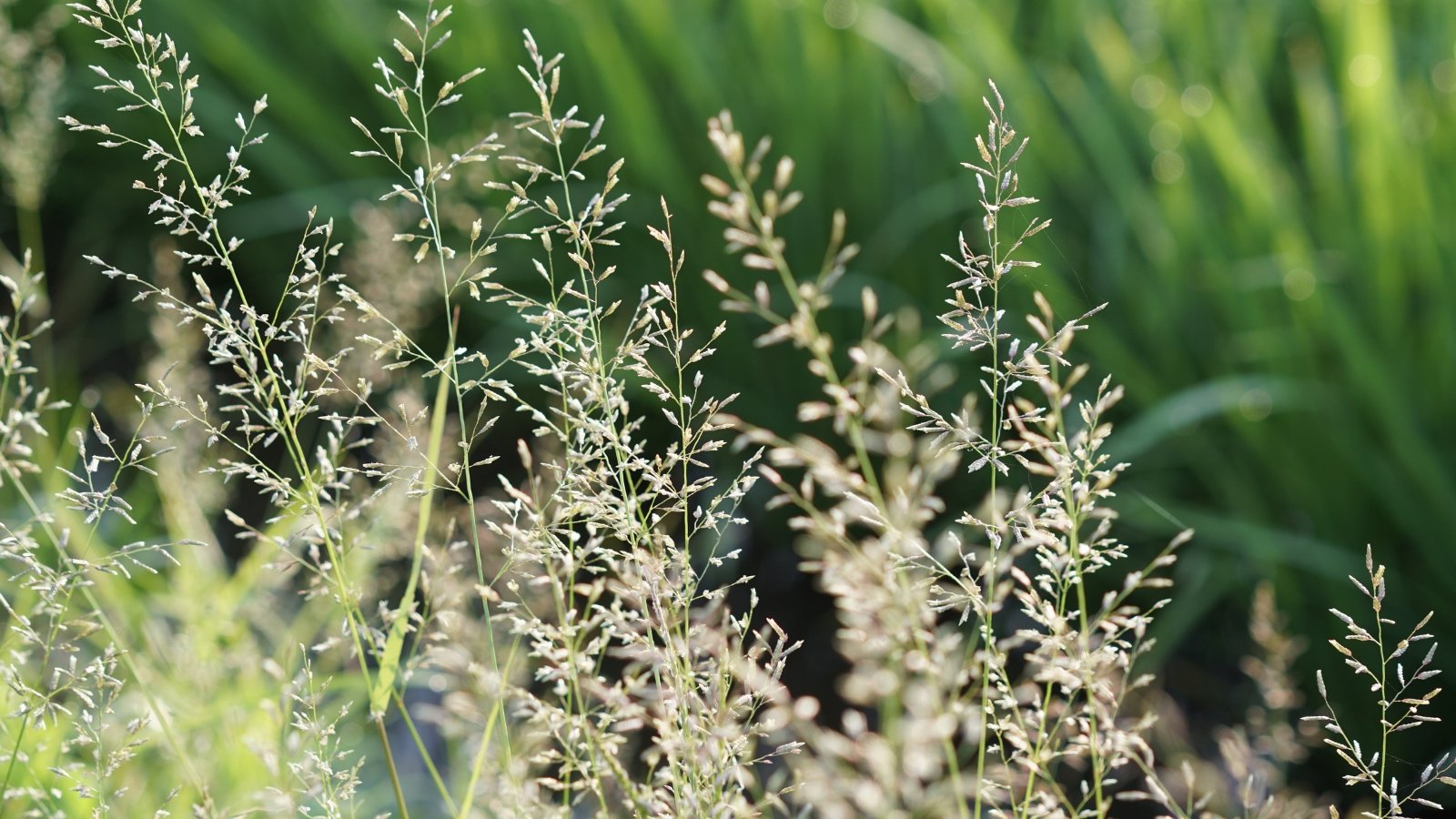 Small, bright green tufted grass with thin leaves and tiny white-green flowering panicles.