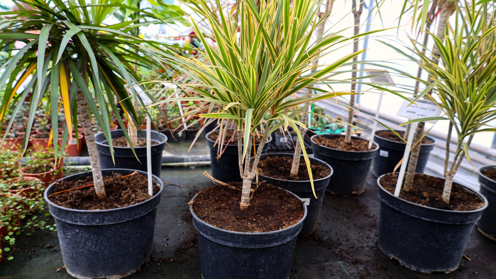 Rows of black pots in a greenhouse containing dracaena plants with slender upright stems and long, glossy green and variegated leaves.