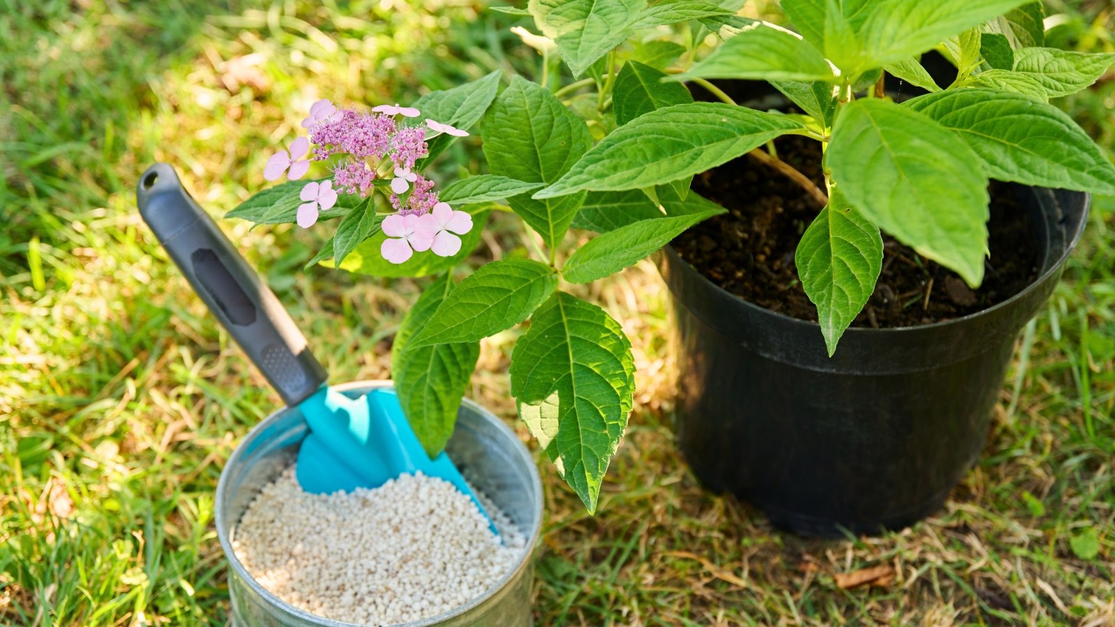 A small hydrangea plant with delicate pink flower clusters and glossy, serrated green leaves in a black pot stands beside a bucket of granular fertilizer with a blue spatula inside, in the garden.