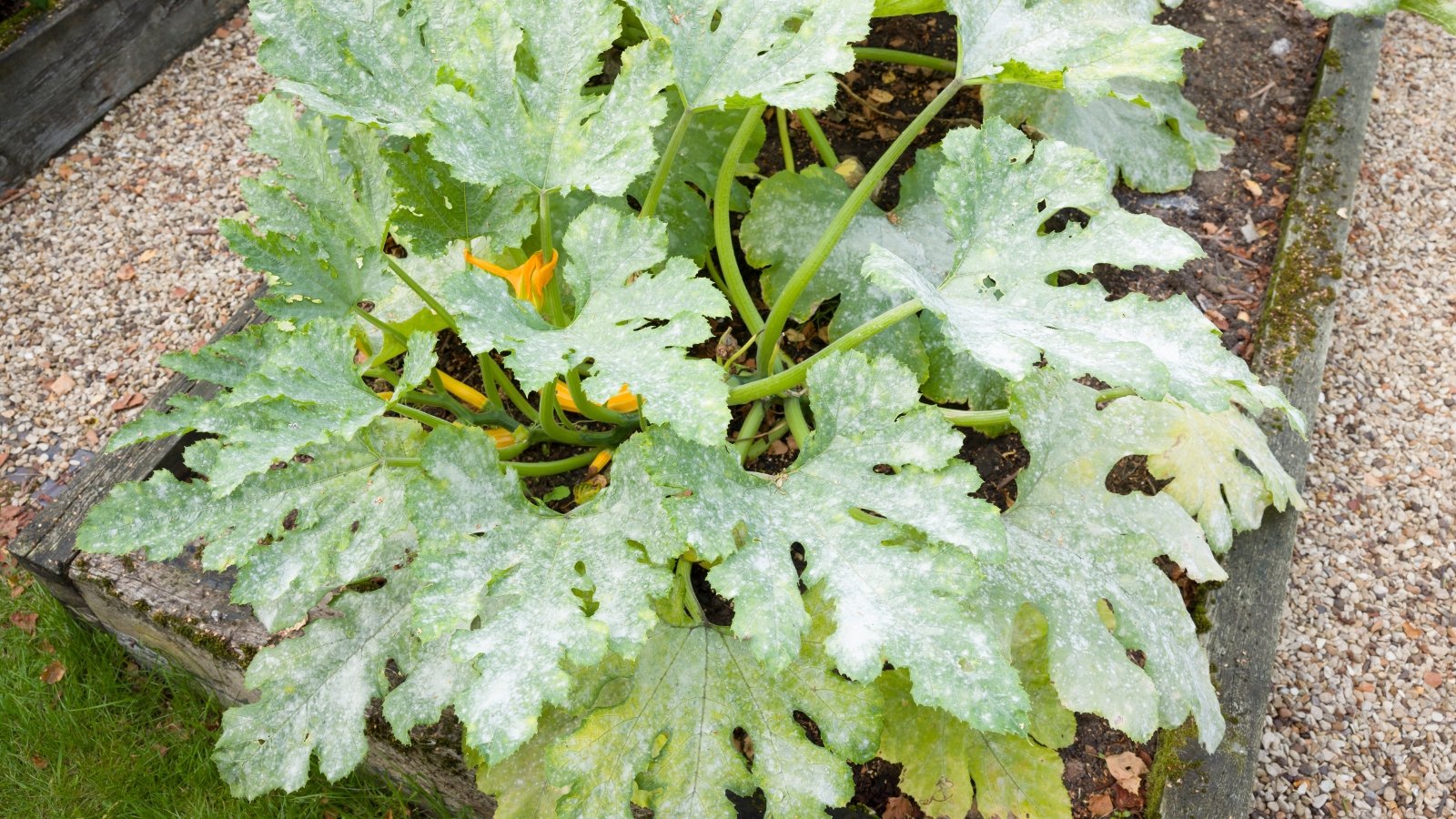 Courgette leaves coated with white, powdery mildew patches, showing distorted edges and yellowing.