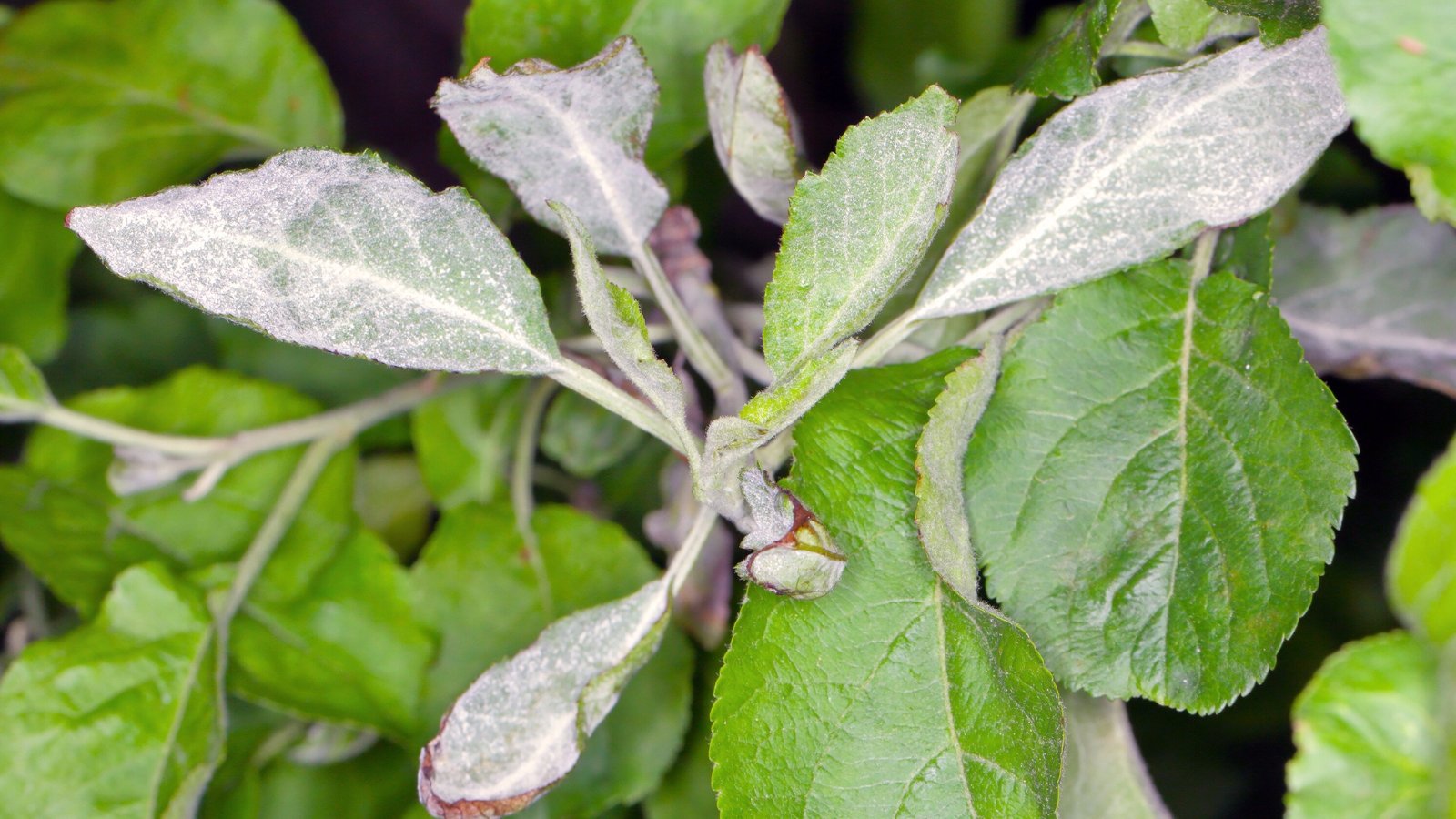 Apple leaves coated with white, powdery fungal growth covering the surface and edges.