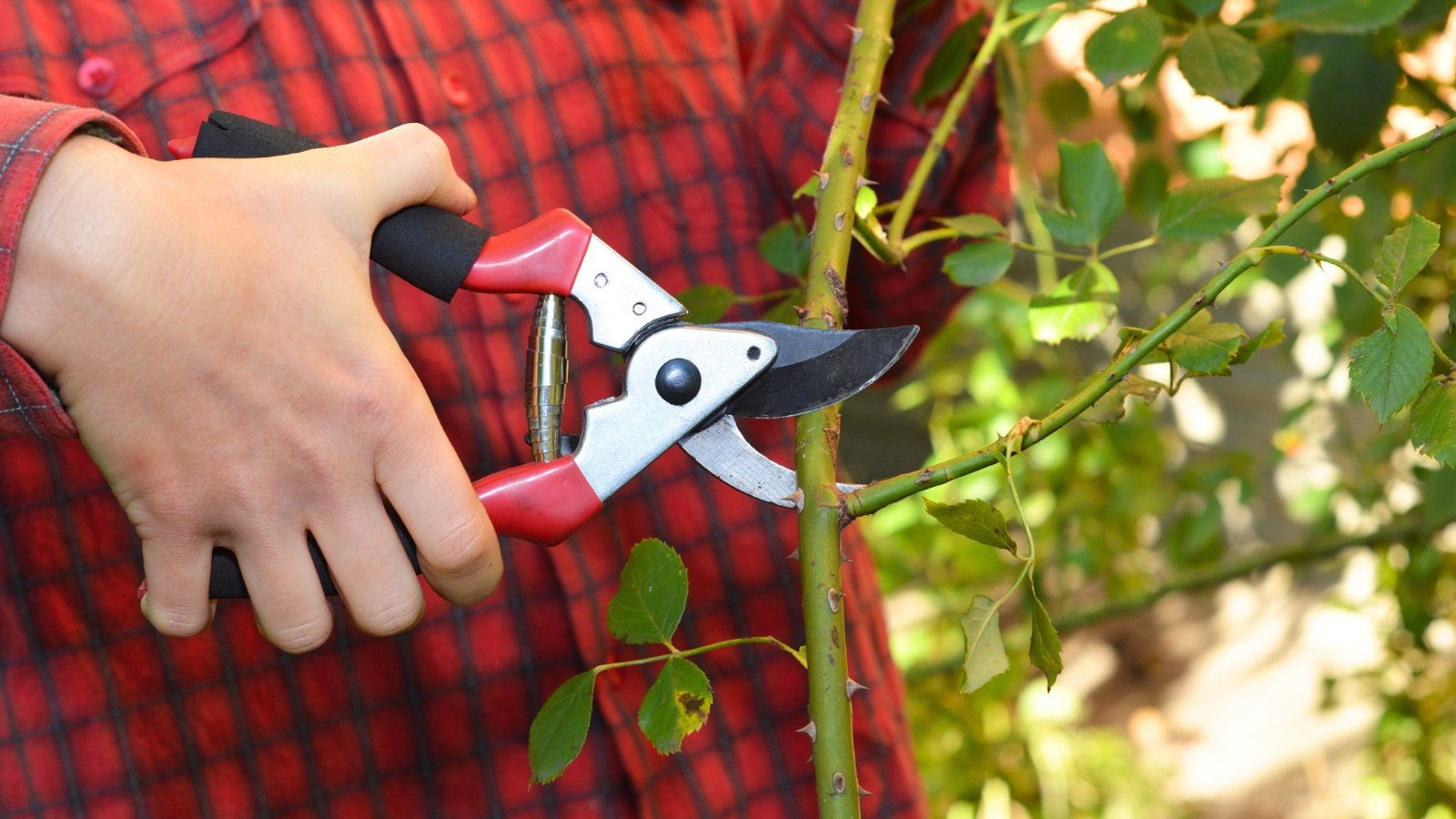 A gardener in a red checked shirt trims a rose stem with pruning shears above a leaf node in a garden.