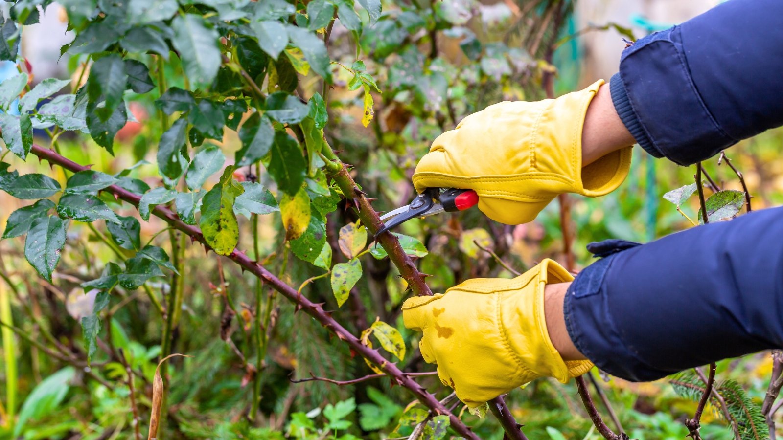 The gardener's hands in yellow gloves with red pruning shears trim lush bushes with woody thorny branches and green jagged leaves.