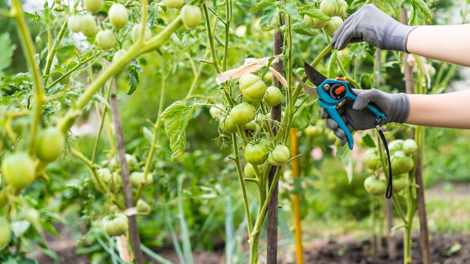 A gardener wearing blue gloves uses blue pruning shears to trim the leaves and stems of upright tomato plants with round green fruits.
