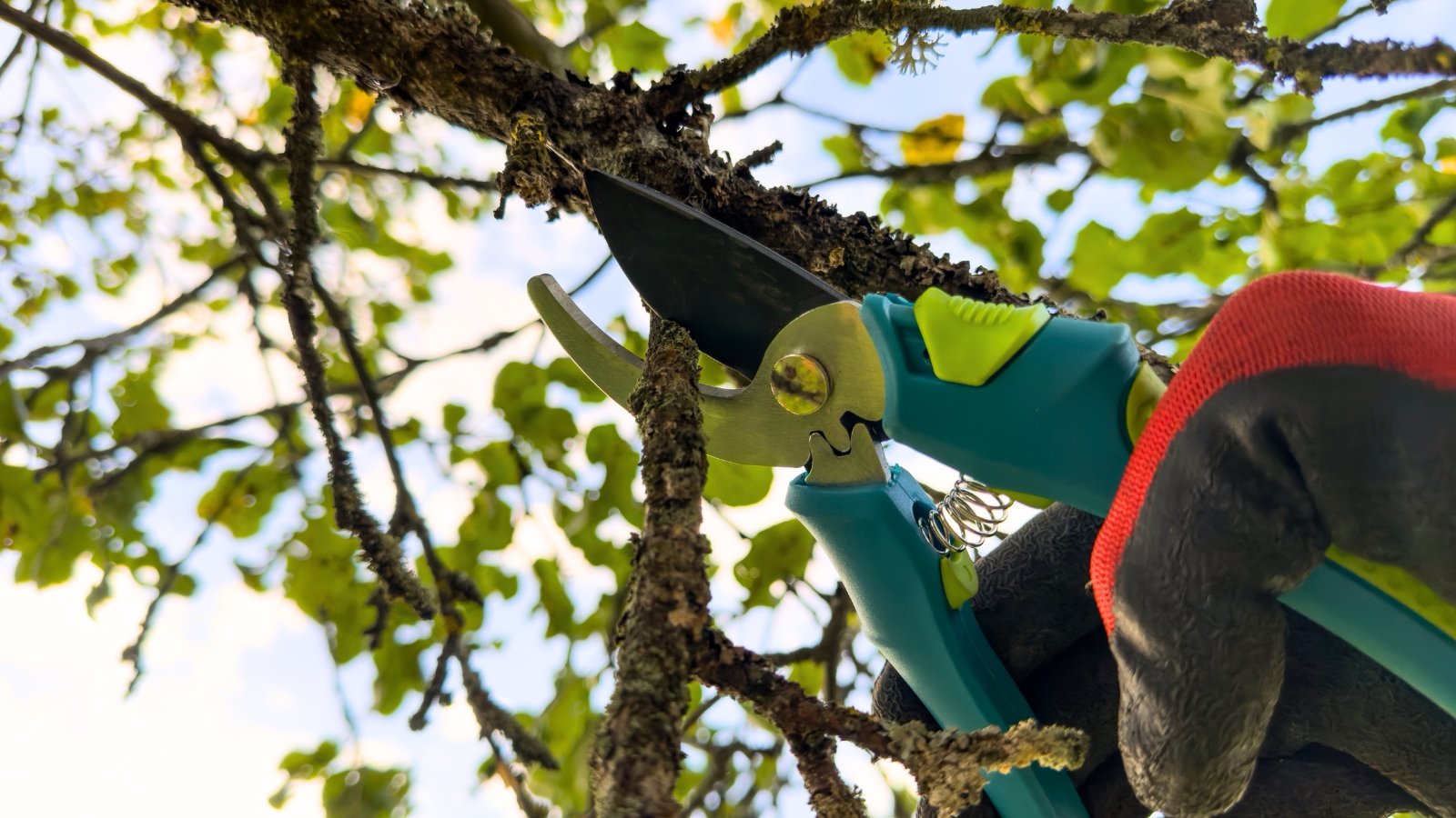 Close-up of a gardener's hand cutting a diseased, dead branch of a fruit tree in a garden with blue pruning shears.