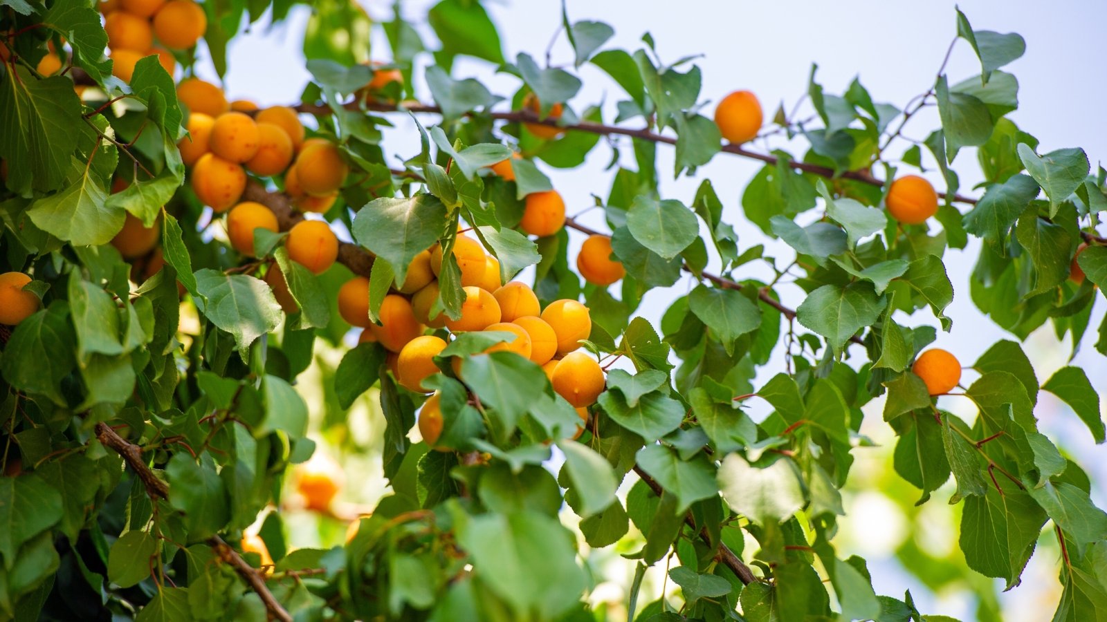 Slender branches with oval green leaves and small golden-orange fruits hanging in clusters.