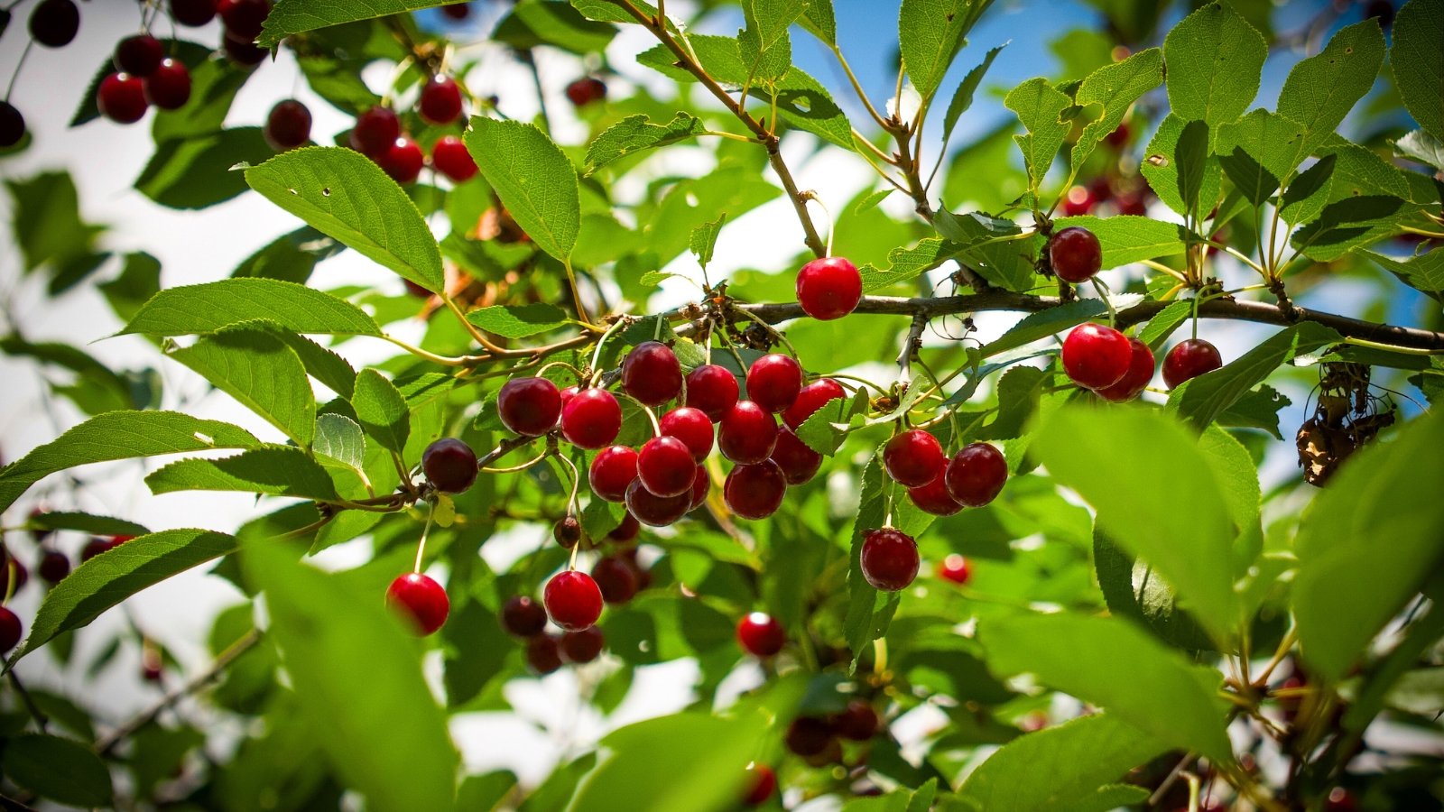 Clusters of round, glossy red fruits with long stems hang from a branch with bright green leaves.