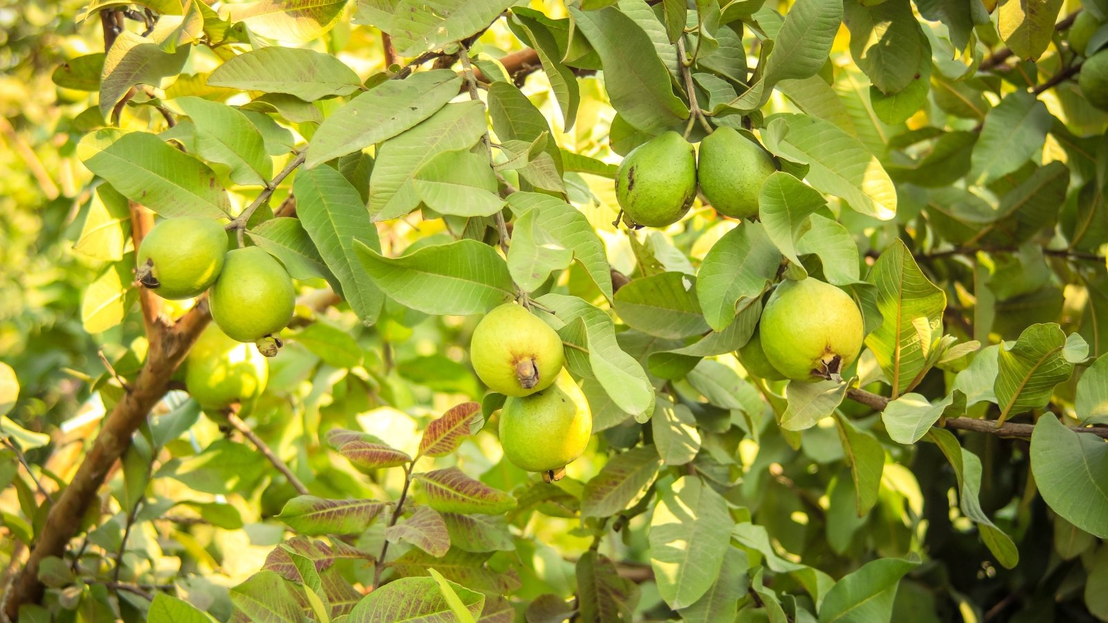 Oval green leaves with smooth edges framing round green fruits that ripen to yellow.