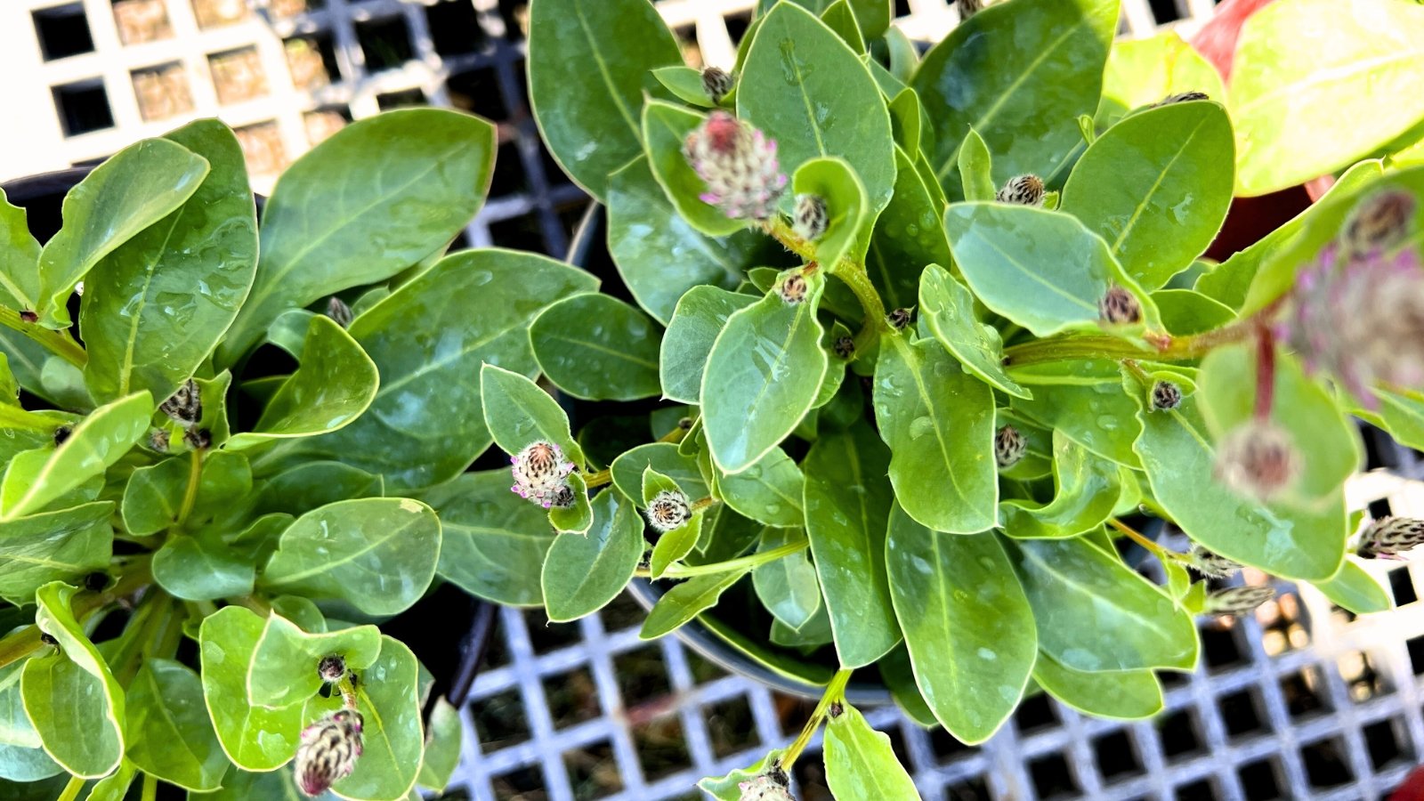 A top view close-up of two young Ptilotus exaltatus Joey seedlings in black plastic pots shows green, lance-shaped, smooth leaves and small oval buds composed of tightly packed tiny bracts that will develop into fluffy pink flower spikes.
