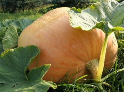 A field with a gigantic pumpkin laying on the ground surrounded by lush foliage appearing to have broad leaves