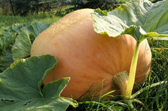 A field with a gigantic pumpkin laying on the ground surrounded by lush foliage appearing to have broad leaves
