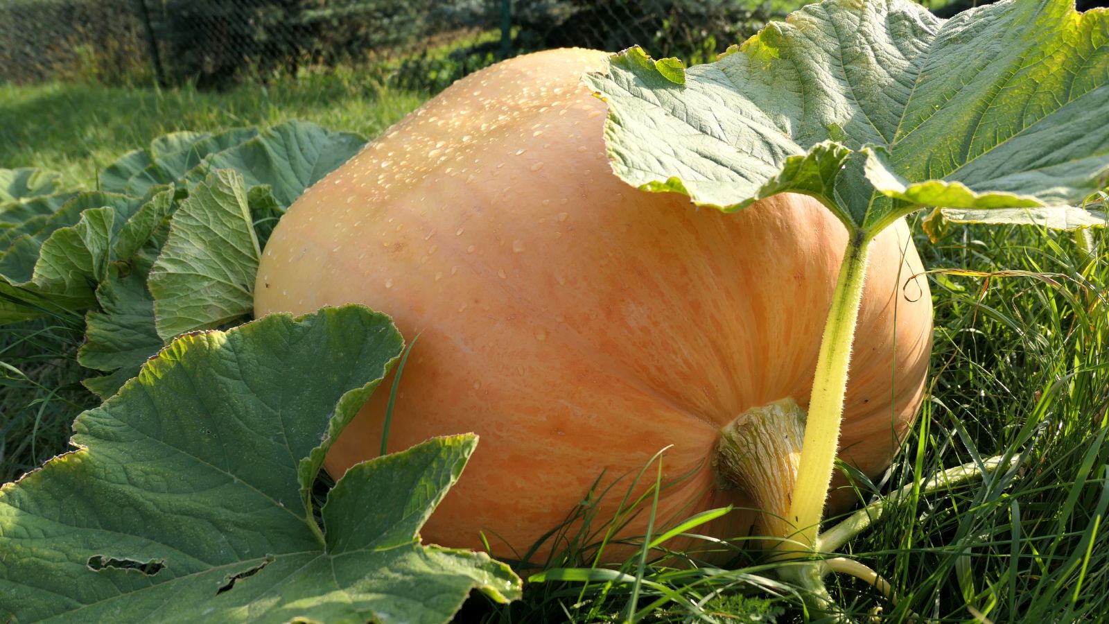 A close-up shot of a developing large, round, and orange crop called the Pumpkin Atlantic Giant, placed alongside its green foliage, basking in bright sunlight outdoors