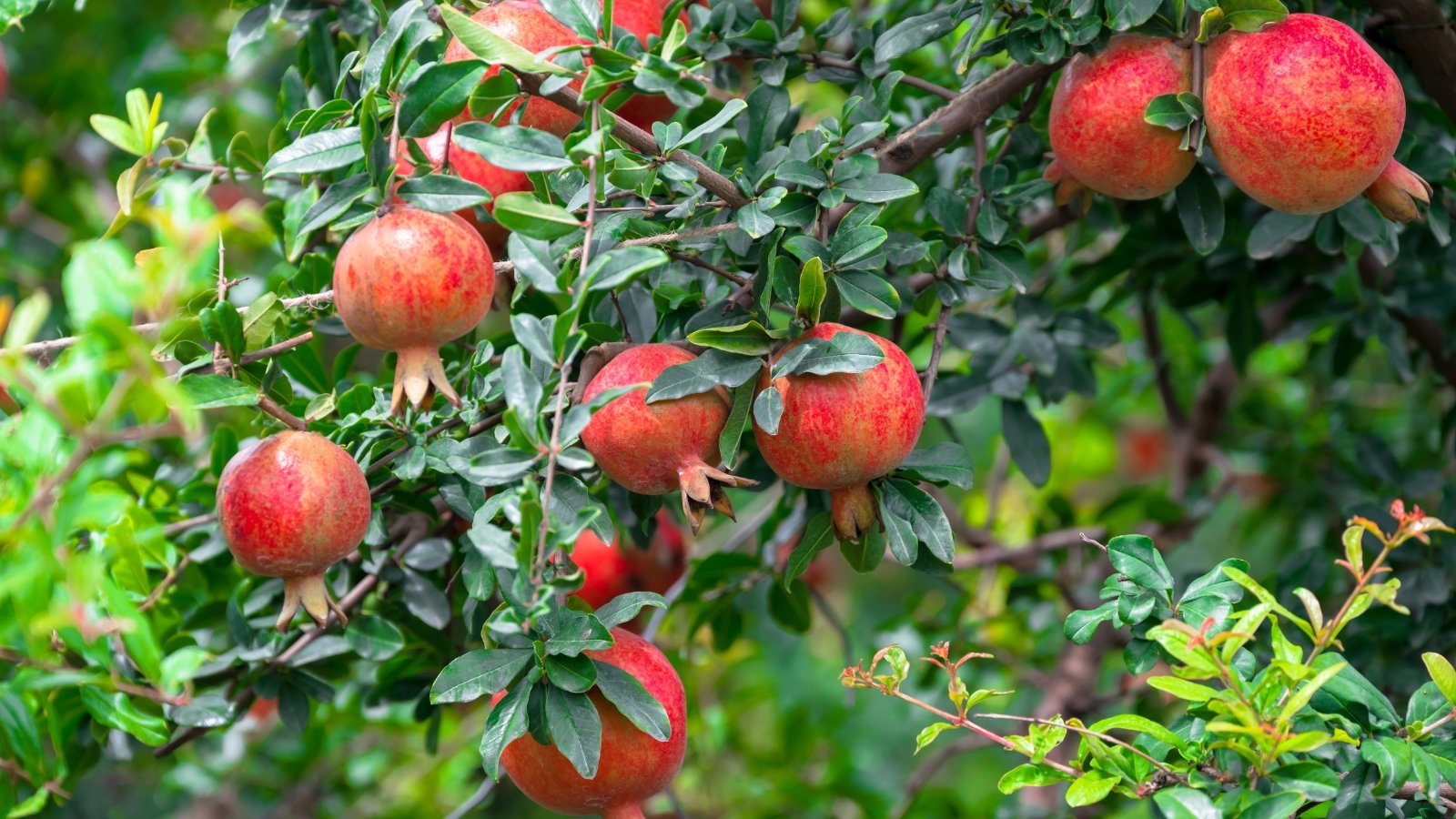 Woody, branching stems with glossy, elongated dark green leaves with smooth margins, holding large, round reddish fruits with a leathery skin.