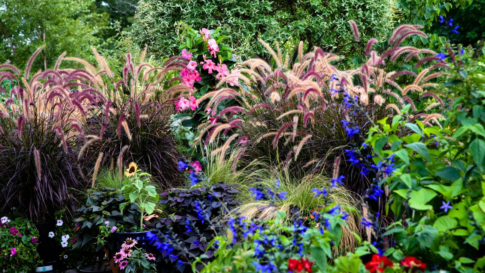 Purple ornamental fountain grasses with tall, arching stems and feathery, deep purple plumes swaying among a mix of colorful annuals and perennials.