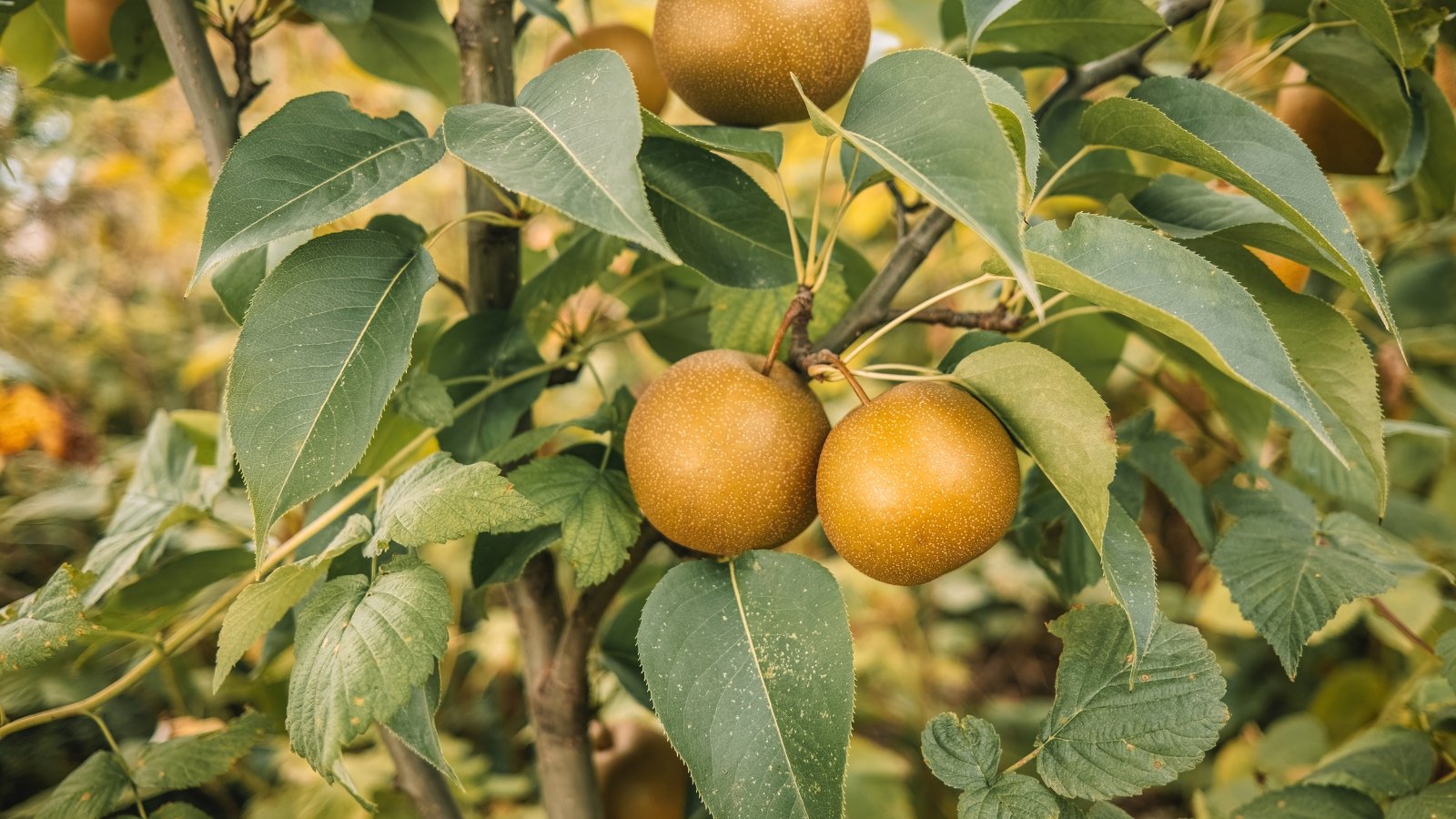 Sturdy branches holding round, bronze fruits with smooth skin and broad green leaves.