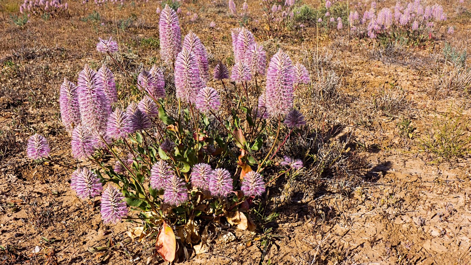 Soft feathery pink flower heads cluster at the top of upright stems with oval gray-green and dry brown leaves below in an arid environment.