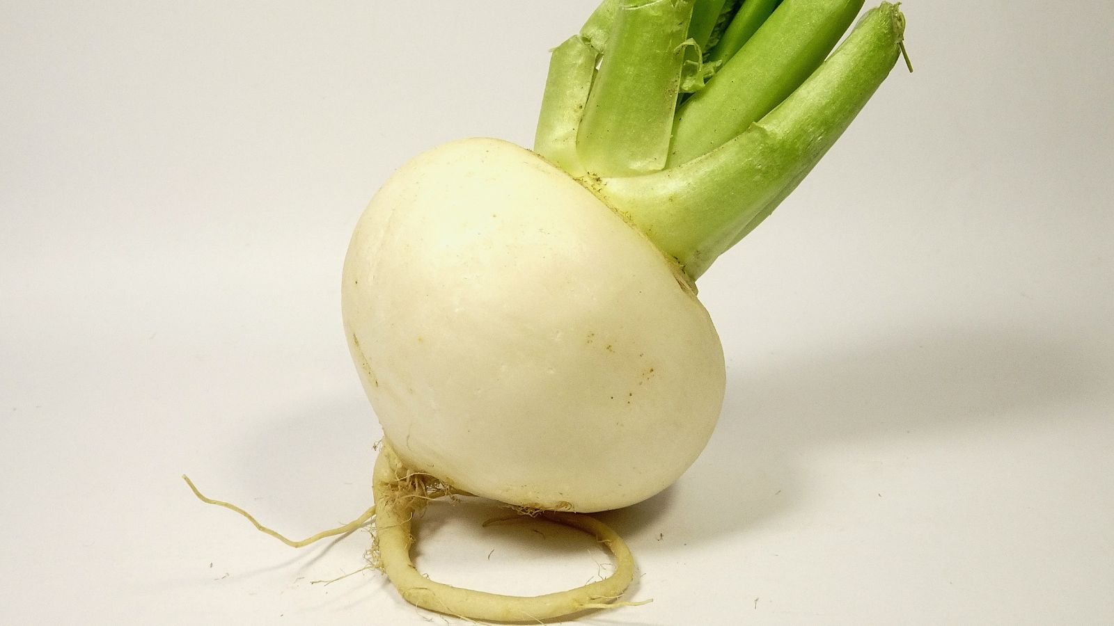 An isolated shot of a single large, round and white colored crop called the Radish ‘Sakurajima Giant’, placed on a white surface