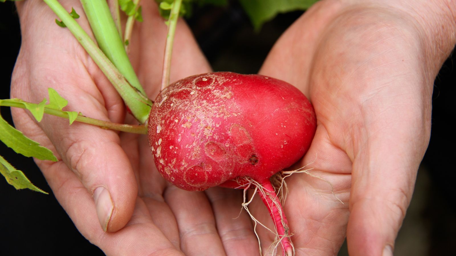 A close-up shot of a single, freshly harvested large red crop, called the Radish ‘German Giant’, placed on a person's hand indoors