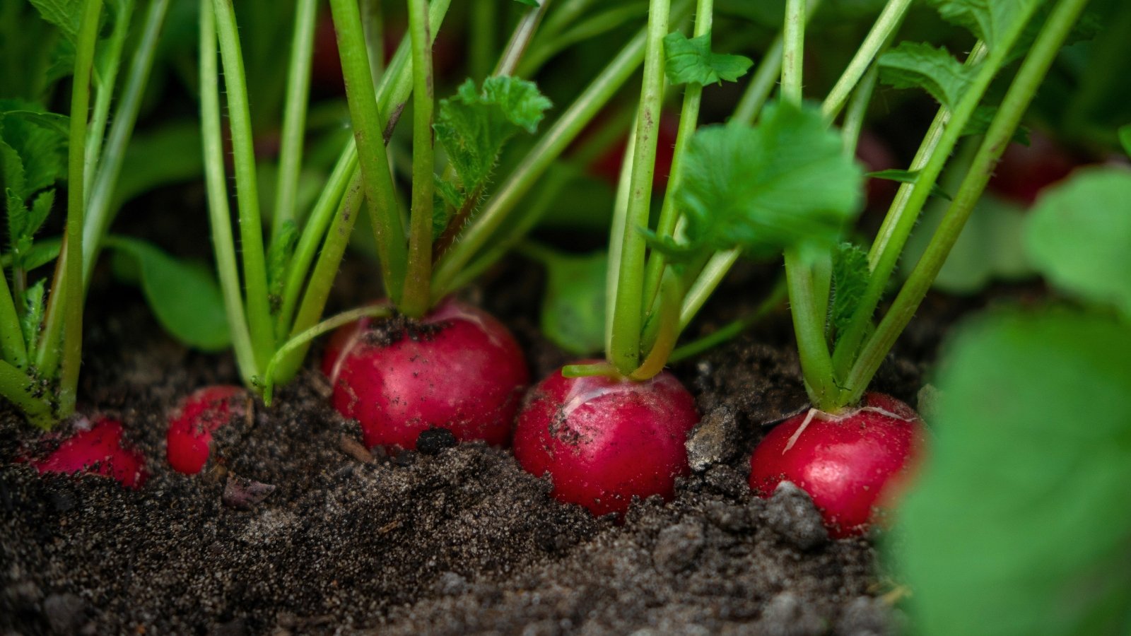 Several round, red roots with white bottoms are partially visible above the dark soil, with long, green leaf stems extending upwards.