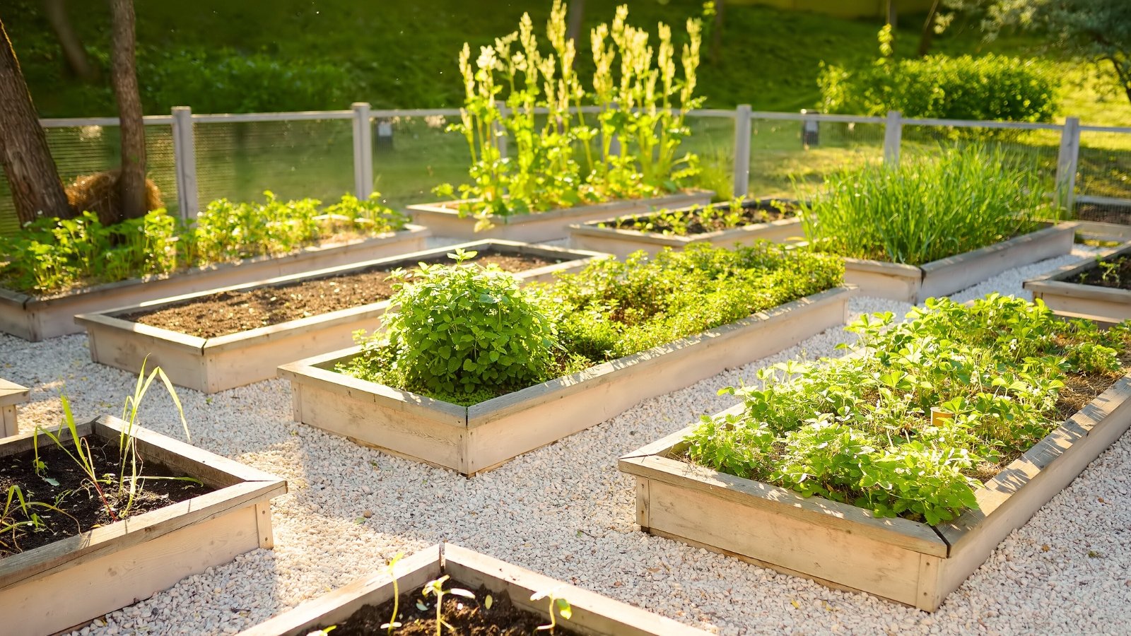 Raised wooden beds with a variety of vegetables and herbs in a sunny garden, surrounded by paths of small pebbles.