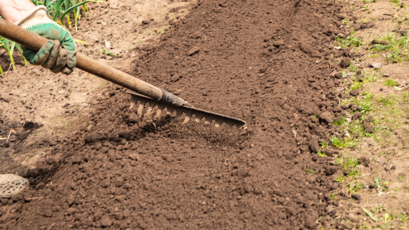 A gardener wearing gloves uses a large rake to smooth and level the soil in a sunlit garden bed.